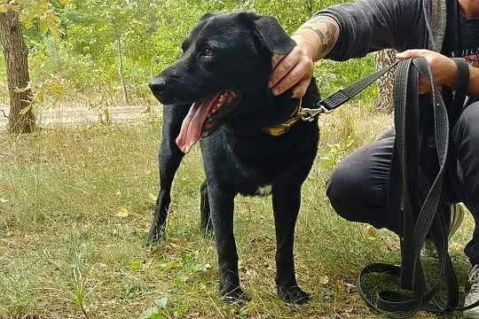 BLACKY młody wesoły energiczny piesek marzy o kochającym domu, , Wrocław