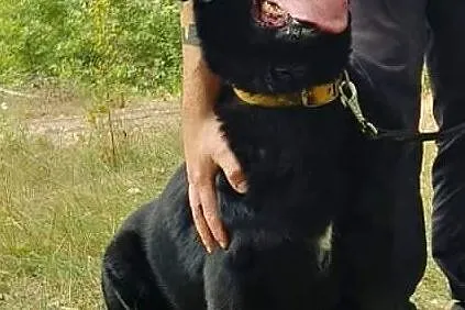 BLACKY młody wesoły energiczny piesek marzy o kochającym domu, , Wrocław