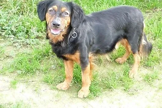 Kajtek - prawie gończy polski do adopcji,  Kundelki cała Polska