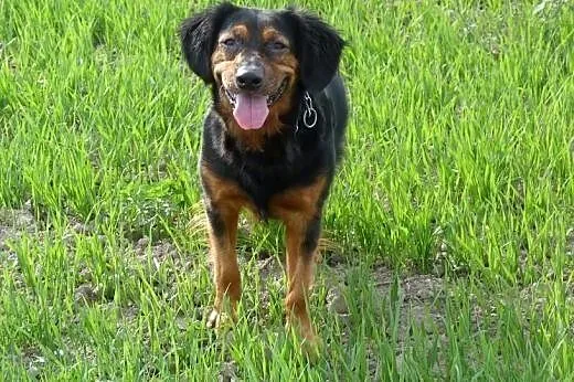 Kajtek - prawie gończy polski do adopcji,  Kundelk