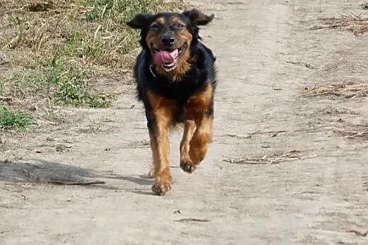 Kajtek - prawie gończy polski do adopcji,  Kundelk