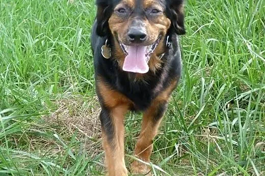 Kajtek - prawie gończy polski do adopcji,  Kundelk