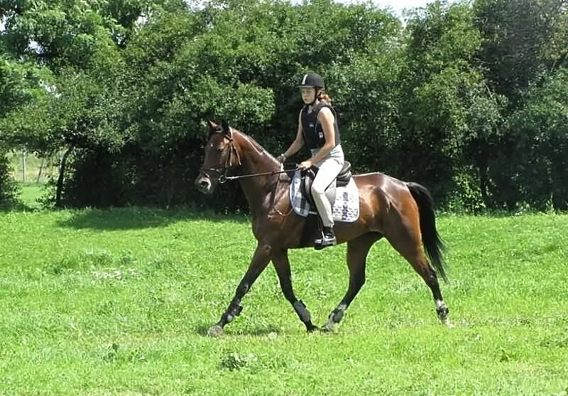 Klacz Sardenia xx