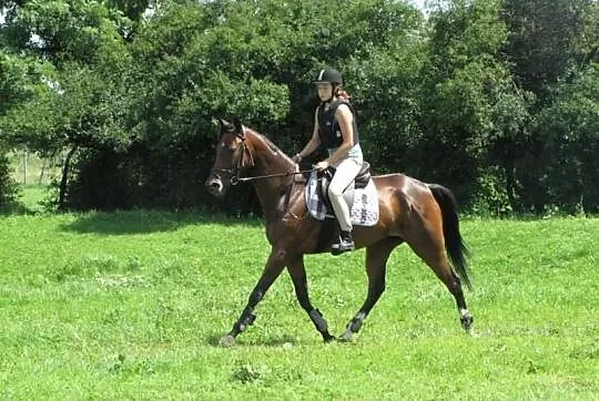 Klacz Sardenia xx