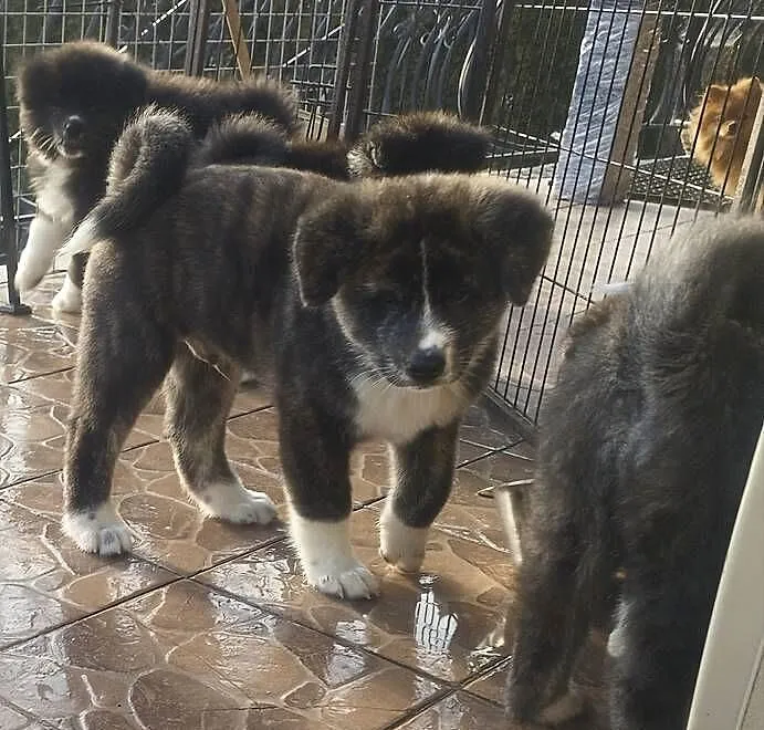 Akita inu piesek pręgowany Zkwp fci, Mazowieckie, Rajszew