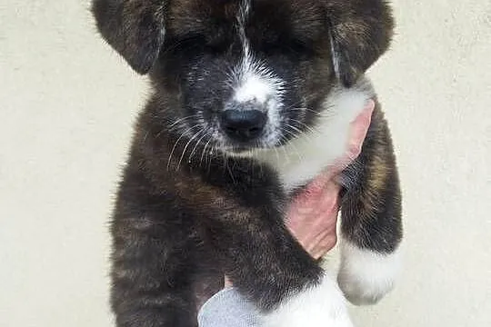 Akita inu piesek pręgowany Zkwp fci, Mazowieckie, Rajszew