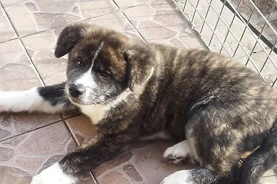 Akita inu piesek pręgowany Zkwp fci, Mazowieckie, Rajszew