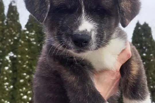 Akita inu piesek pręgowany Zkwp fci, Mazowieckie, Rajszew
