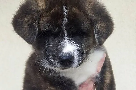 Akita inu piesek pręgowany Zkwp fci, Mazowieckie, Rajszew