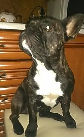 Sprzedam sunie BULDOGA Francuskiego