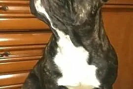 Sprzedam sunie BULDOGA Francuskiego