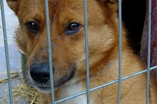 Kodżak nie ma już czasu czekać.. Potrzebuje tylko 