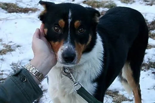 Lucky młody grzeczny piesek marzy o kochającym domku,  Kundelki cała Polska