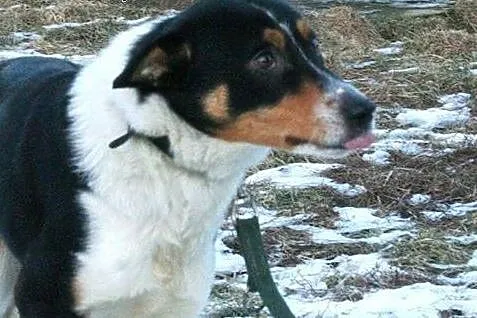 Lucky młody grzeczny piesek marzy o kochającym dom