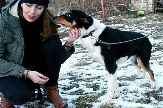 Lucky młody grzeczny piesek marzy o kochającym dom