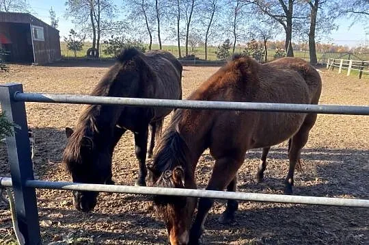 Sprzedam dwie klacze huculskie – 8 i 10 lat, Mazowieckie, Piaseczno