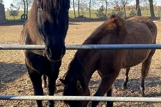 Sprzedam dwie klacze huculskie – 8 i 10 lat, Mazowieckie, Piaseczno