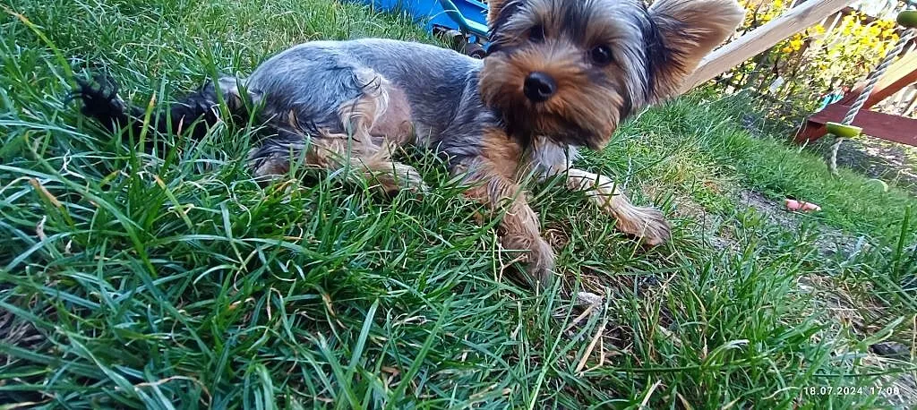 Szczeniak Yorkshire terrier, Mazowieckie, Ostrołęka