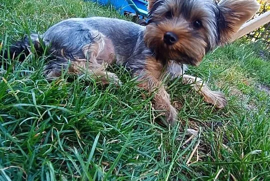 Szczeniak Yorkshire terrier, Mazowieckie, Ostrołęka