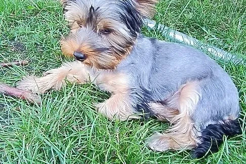 Szczeniak Yorkshire terrier, Mazowieckie, Ostrołęka