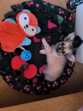 Malutki chłopiec długowłosy chihuahua mini xs sobolowy, , Poznań