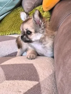 Malutki chłopiec długowłosy chihuahua mini xs sobolowy, , Poznań