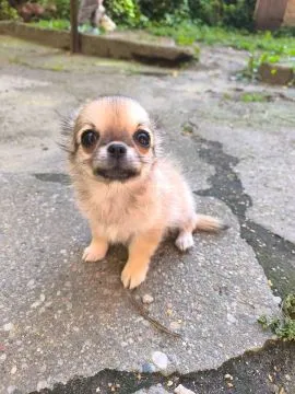 Malutki chłopiec długowłosy chihuahua mini xs sobolowy, , Poznań