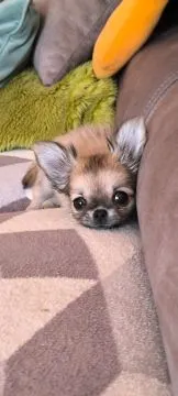 Malutki chłopiec długowłosy chihuahua mini xs sobolowy