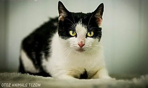 OTOZ Animals - Larisa - piękna, łagodna kotka szuk