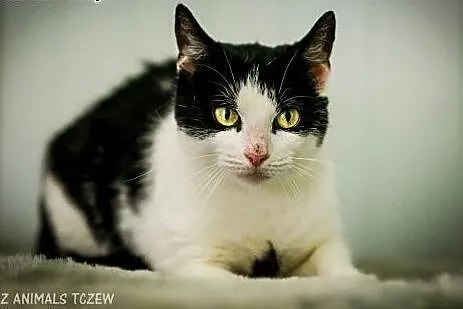 OTOZ Animals - Larisa - piękna, łagodna kotka szuk