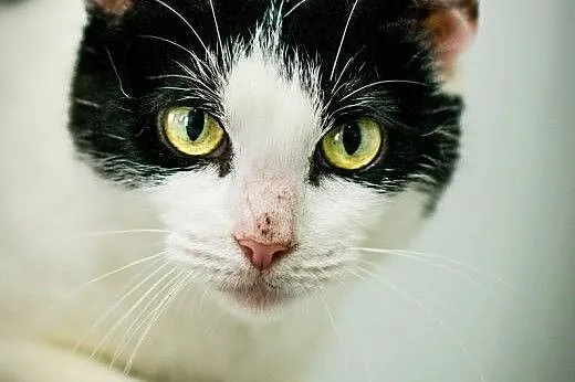 OTOZ Animals - Larisa - piękna, łagodna kotka szuk