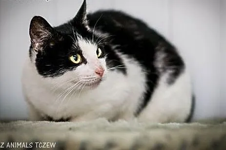 OTOZ Animals - Larisa - piękna, łagodna kotka szuk