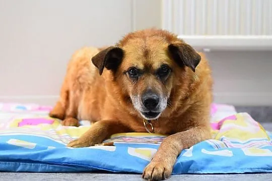 Santi (Sandał)-inteligenty, starszy pies do adopcji!, Śląskie, Zawiercie