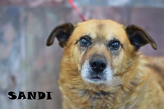 Santi (Sandał)-inteligenty, starszy pies do adopcji!, Śląskie, Zawiercie
