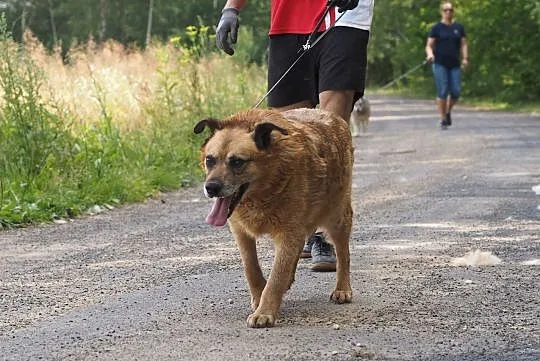 Santi (Sandał)-inteligenty, starszy pies do adopcji!, Śląskie, Zawiercie