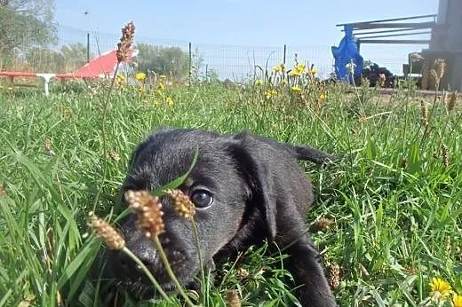 Cooper - dwumiesięczna kuleczka czeka na Ciebie!!!