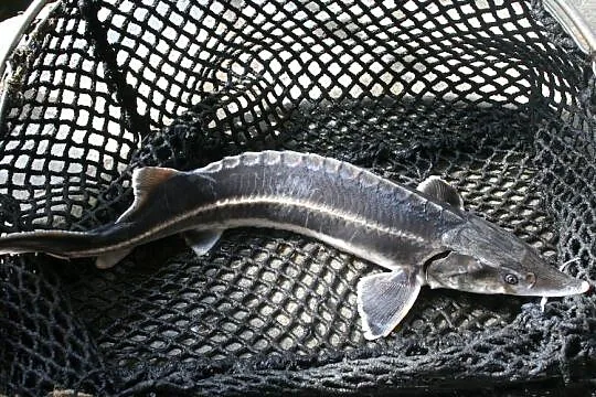 Jesiotr Bieługa 60 cm ryby do stawów i oczek wodnych, Łódzkie, Silnica