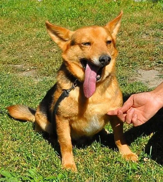 LAKI - mały piesek ze złamaną szczęką do adopcji,