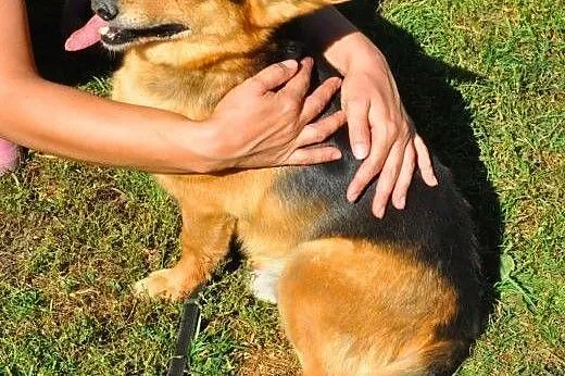 LAKI - mały piesek ze złamaną szczęką do adopcji, 