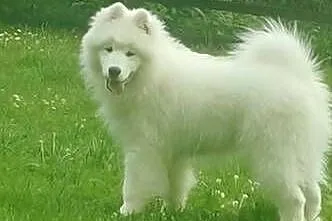 Samojed Samojedy FCI