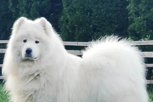 Samojed Samojedy FCI, Małopolskie, Stryszawa