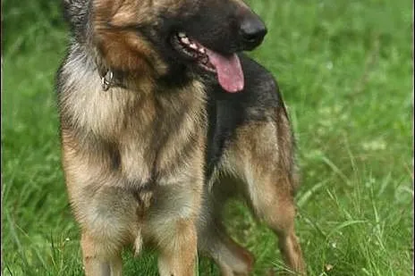 Suzi o wielkiej urodzie :)