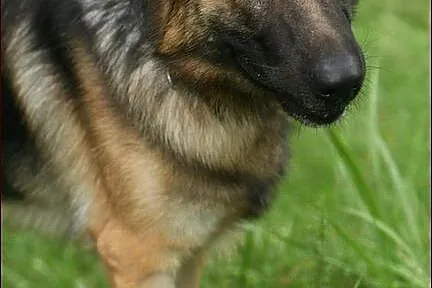 Suzi o wielkiej urodzie :)