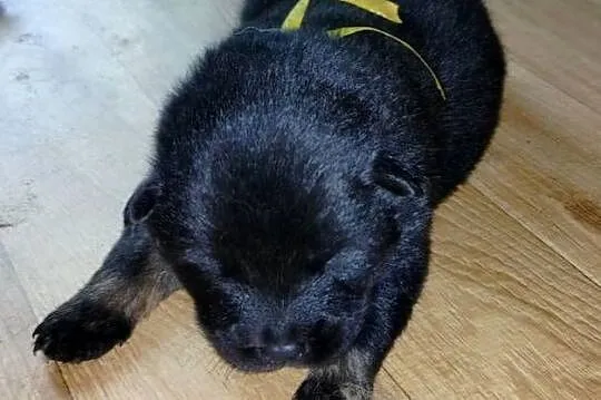 Eurasier - szczenie piesek !!!
