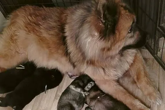 Eurasier - szczenie piesek !!!, Mazowieckie, Puszcza Mariańska