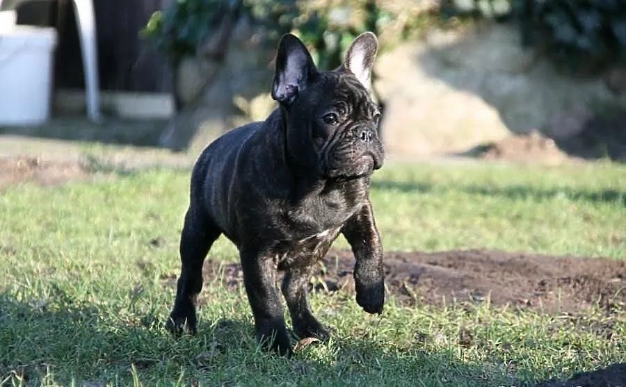 Buldog francuski CZARNY Pilnie!