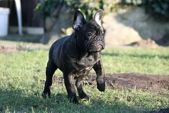 Buldog francuski CZARNY Pilnie!