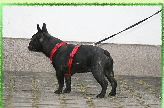 Buldog francuski CZARNY Pilnie!