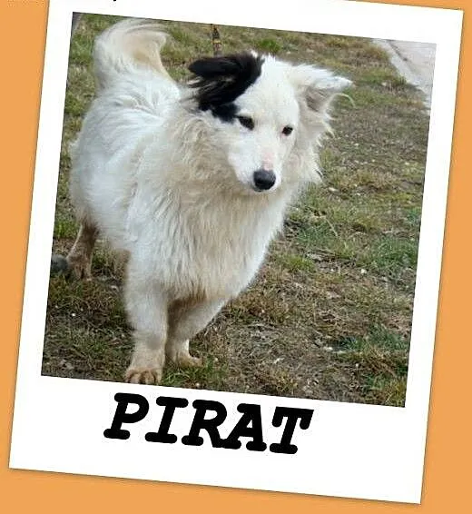 Średni 12 kg psiak PIRAT,przyjazny,kontaktowy.Adop