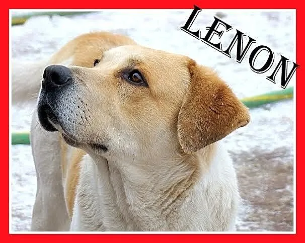 LENON duży pies w typie bernardyna, łagodny,przyja